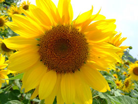sunflower_18.jpg