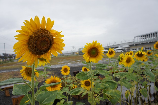 復興を 願いを込めた花が満開に 被災地に苗送る ひまわりプロジェクト 続報 過去のニュース 過去のアーカイブ Ecozzeria 大丸有 サステイナブルポータル