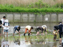 asadai_11spring_taue.jpg