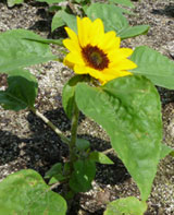 sunflower_01.jpg