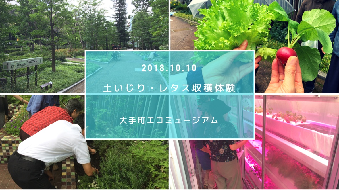 朝の土いじりとレタス収穫体験 特別イベント イベント Ecozzeria 大手町 丸の内 有楽町 サステイナブルポータル