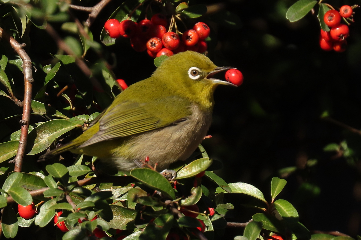 大丸有シゼンノコパン】秋の鳥を察る ～冬の前の心変わり？～ | 環境プロジェクト | イベント | ECOZZERIA 大手町・丸の内・有楽町  サステイナブルポータル