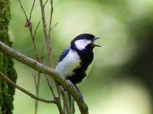 シジュウカラ 鳴き声 シジュウカラの特徴や生態 生息地について 鳴き声ってどんなの