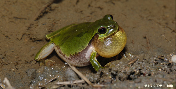 生きもの編 知恵ブクロウ 生きものハンドブック シリーズ Ecozzeria 大丸有 サステイナブルポータル