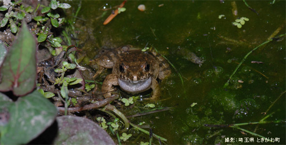 生きもの編 知恵ブクロウ 生きものハンドブック シリーズ Ecozzeria 大丸有 サステイナブルポータル